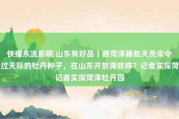 快播东流影院 山东有好品丨跟菏泽籍航天员宋令东相同上过天际的牡丹种子，在山东开放得咋样？记者实探菏泽牡丹园